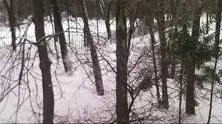 Moscow (back yard)