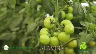 Alamina F1 - бақувват илдиз тизимига эга помидор. NAVOI Rijk Zwaan / AGRO EXPORT GROUP