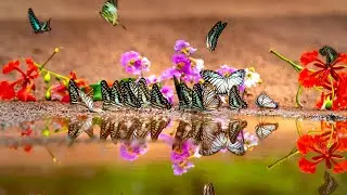 what is conceptual art? 🎨 😀 Fun and educational video
