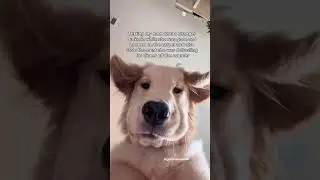 Dog texts his mom? 