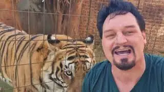 Silly dogs and Tigers!