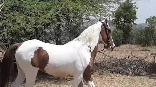 Marwari mare horse: ।। मारवाड़ी घोङी ।।