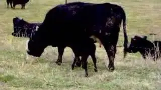 Baby Calf II
