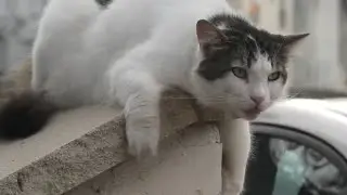 Cats Of The Street #1 - meowing eating loving & fighting