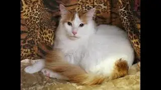 ПОЧЕМУ КОШКИ ЗАБИРАЯСЬ НА ЛЮДЕЙ ДАВЯТ ЛАПКАМИ. #кошки