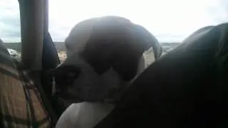 All We Are Is Jowls In The Wind