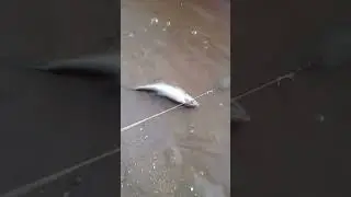Рыбка белоглазка