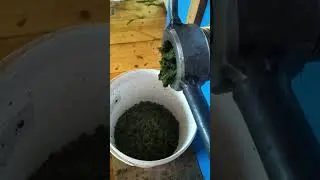 Первый этап производства молотого Иван-чая 🔥