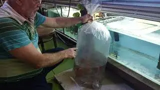 Discus fish from Mayskiy to Apsheronsk transit. Quarantine begins