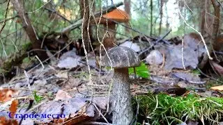ГРИБЫ НА КАЖДОМ ШАГУ!В засуху!11 сентября.Часть 1