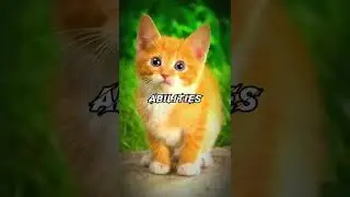Cat Vs Dog | Tiger vs lion #vs #cat #dog #lion #tiger