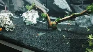 Akvaryum dizayn ve balık çeşitleri