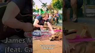 O Caramelo dormiu serenamente ao som de Pink Floyd! James Marçal Voz e Violão #shorts  #guitar #dogs