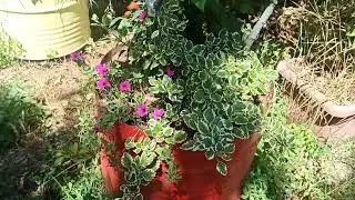 Alberi da frutta allo spazio Ubuntu. (aggiornamento luglio 2024)