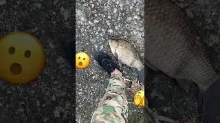 Вот это карась ! Вот это рыбалка!