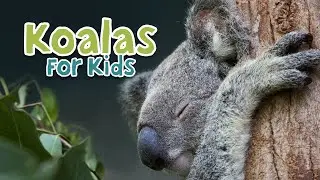 Koalas for Kids: Weird and Wonderful #cuddlycreatures #animalfactsforkids #koalabears #australian