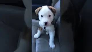 Cute Tiny Puppy scares itself with hiccups