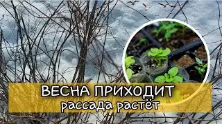 ВЕСЕННЕЕ НАСТРОЕНИЕ.РАССАДА .