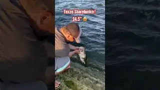 IMAGINE Catching this MONSTER from the BANK!! 🙏🏼😳 #shorts #giantbass #lakeconroe #bassfishing