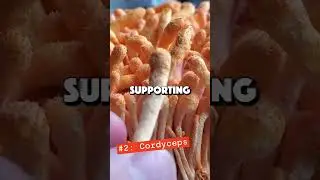 These Are The Top 3 Mushrooms For Immunity