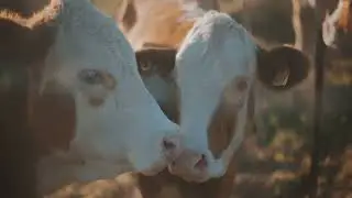 Secret Lives of Cows:  More Than Just Milk 🐄