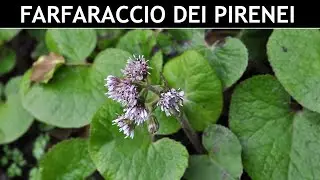 VErba Volant - Uno dei Farfaracci