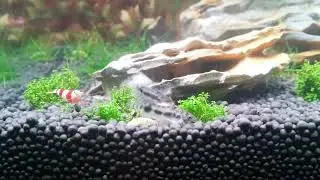 Corydora - The Miniature Catfish Feeding Frenzy! (2017-11-21)