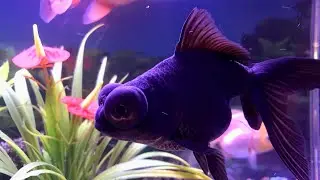GOLDFISH AQUARIUM BLACKFISH