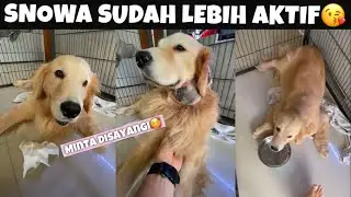 UPDATE SNOWA: MASIH ADA BENGKAKAN, TAPI SUDAH LEBIH AKTIF DAN CERIA😘
