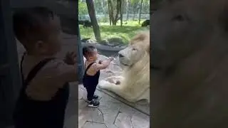 Lion vs kid #shorts #viralshorts #100k #viralvideo