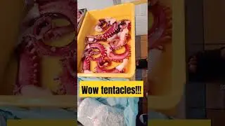 wow tentacles!!! #saladrecipe #viralvideos #seafoodlover #dish #food