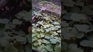 Как выглядит русский огород в Америке