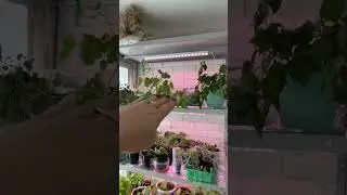 Фитолампы из Леруа