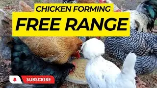 Free Range Chicken Forming // Desi Hen Farming Learn with Mr.R