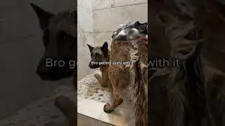 the memes but highly day 2   