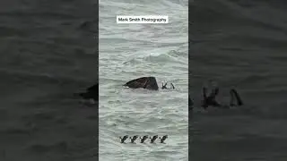 #viral #eagle #foryou #animals #viralshorts #shorts