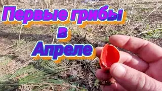 Первые грибы в апреле 2022. Подмосковье. Всё интересно. Vlog YouTube. The first mushrooms in April