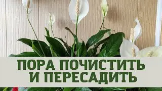 Женское счастье (спатифиллум) пересадка с промыванием корней