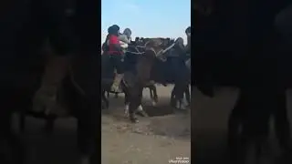 safed bulon uloq