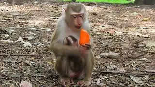 Cute Baby Animals Take Over the Internet!