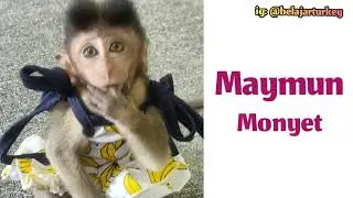 NAMA HEWAN DALAM BAHASA TURKI