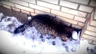 Драный кот (Russian Cat)