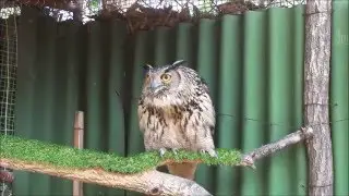 Филин шипит и раздувается