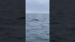 Halifax Whales