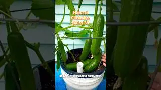 Grow Parthenocarpic Cucumber in Self-watering bucket, harvest in 38 days, 8/5/2024