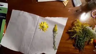 How to Press Flowers