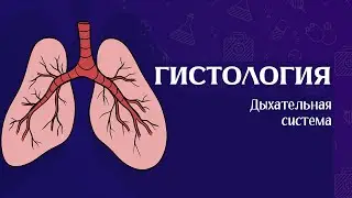 Гистология Дыхательная система
