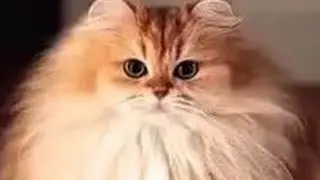 Ernest Merkel - Муфлон (Full)