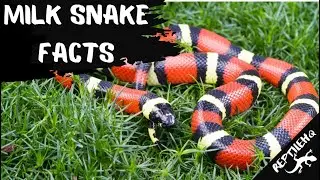 Unbelievable Facts about Milk Snakes That'll Shock You!