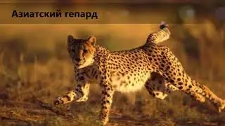 10 редчайших животных